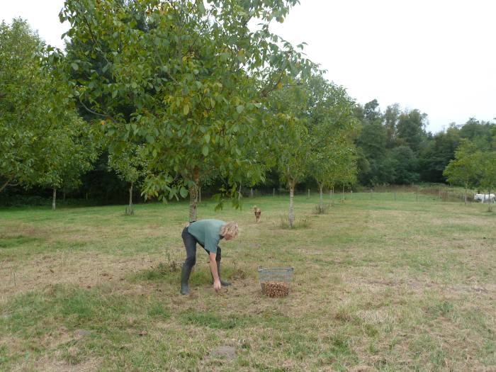 planter une noyeraie